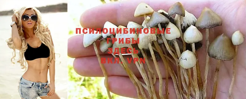 Псилоцибиновые грибы MAGIC MUSHROOMS  Удомля 